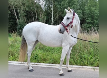 Koń meklemburski, Klacz, 16 lat, 159 cm, Siwa
