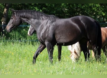 Koń meklemburski, Klacz, 17 lat, 165 cm, Ciemnogniada