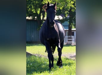 Koń meklemburski, Klacz, 17 lat, 165 cm, Ciemnogniada