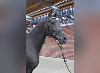Koń meklemburski, Klacz, 17 lat, 165 cm, Skarogniada