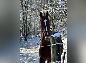Koń meklemburski, Klacz, 18 lat, 173 cm, Ciemnokasztanowata