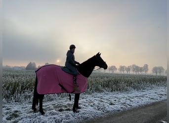 Koń meklemburski, Klacz, 20 lat, 164 cm, Ciemnogniada