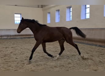 Koń meklemburski, Klacz, 2 lat, 165 cm, Gniada