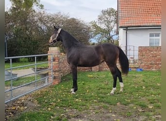 Koń meklemburski, Klacz, 2 lat, 170 cm, Gniada
