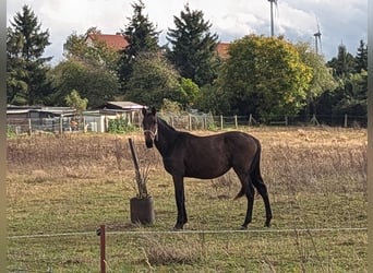 Koń meklemburski, Klacz, 2 lat, 170 cm, Gniada