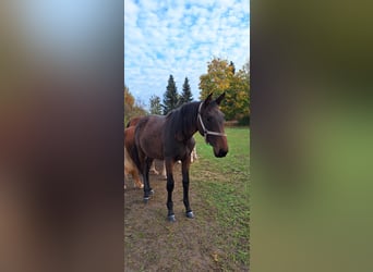 Koń meklemburski, Klacz, 2 lat, 170 cm, Gniada