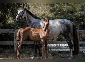 Koń meklemburski, Klacz, 2 lat, 170 cm, Może być siwy