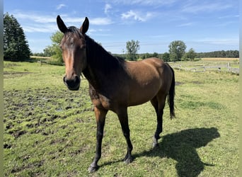 Koń meklemburski, Klacz, 3 lat, 160 cm, Gniada