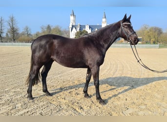 Koń meklemburski, Klacz, 3 lat, 162 cm, Kara