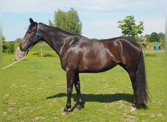 Koń meklemburski, Klacz, 3 lat, 163 cm, Skarogniada