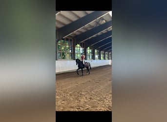 Koń meklemburski, Klacz, 3 lat, 169 cm, Gniada