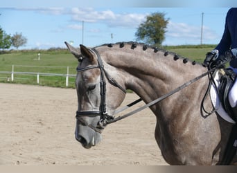 Koń meklemburski, Klacz, 3 lat, 175 cm, Siwa