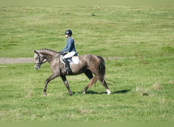Koń meklemburski, Klacz, 3 lat, 175 cm, Siwa