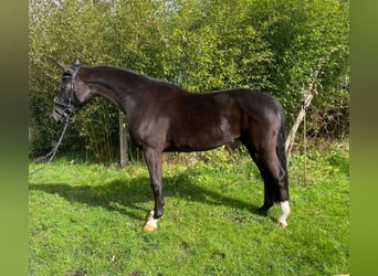 Koń meklemburski, Klacz, 4 lat, 160 cm, Kara