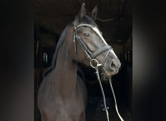 Koń meklemburski, Klacz, 4 lat, 160 cm, Kara