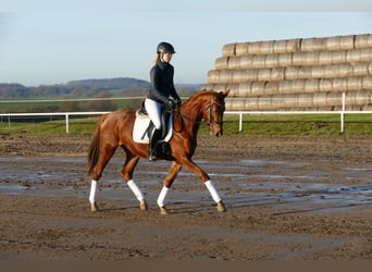 Koń meklemburski, Klacz, 4 lat, 160 cm, Kasztanowata