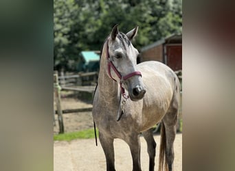 Koń meklemburski, Klacz, 4 lat, 160 cm, Siwa jabłkowita