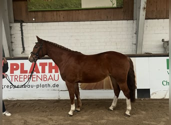 Koń meklemburski, Klacz, 4 lat, 162 cm, Kasztanowata