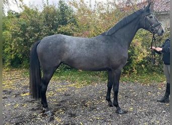 Koń meklemburski, Klacz, 4 lat, 163 cm, Siwa