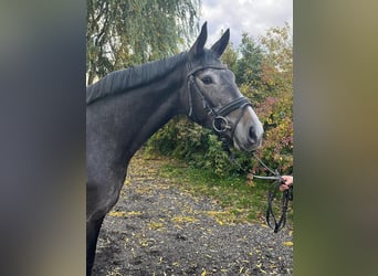 Koń meklemburski, Klacz, 4 lat, 163 cm, Siwa