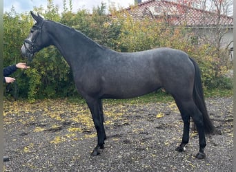 Koń meklemburski, Klacz, 4 lat, 163 cm, Siwa