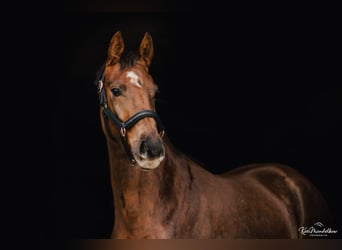 Koń meklemburski, Klacz, 4 lat, 165 cm, Ciemnokasztanowata