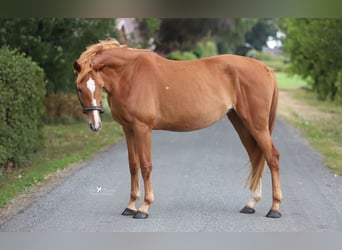 Koń meklemburski, Klacz, 4 lat, 165 cm, Kasztanowata