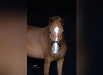 Koń meklemburski, Klacz, 4 lat, 165 cm, Kasztanowata