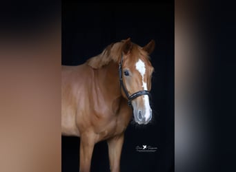 Koń meklemburski, Klacz, 4 lat, 165 cm, Kasztanowata