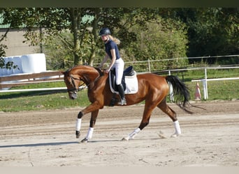 Koń meklemburski, Klacz, 4 lat, 167 cm, Gniada