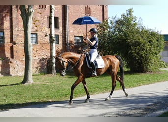 Koń meklemburski, Klacz, 4 lat, 167 cm, Gniada