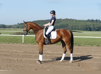 Koń meklemburski, Klacz, 4 lat, 167 cm, Gniada