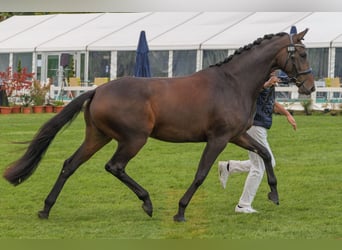 Koń meklemburski, Klacz, 4 lat, 168 cm, Ciemnogniada