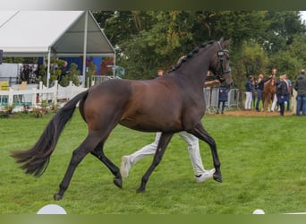 Koń meklemburski, Klacz, 4 lat, 168 cm, Ciemnogniada