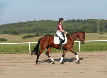 Koń meklemburski, Klacz, 4 lat, 168 cm, Gniada