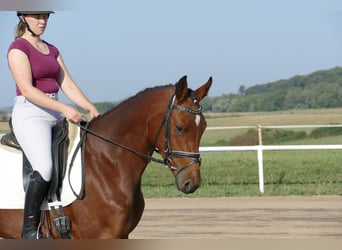 Koń meklemburski, Klacz, 4 lat, 168 cm, Gniada