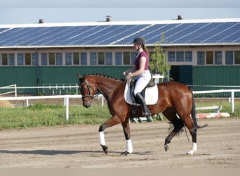 Koń meklemburski, Klacz, 4 lat, 168 cm, Gniada