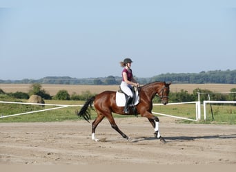 Koń meklemburski, Klacz, 4 lat, 168 cm, Gniada