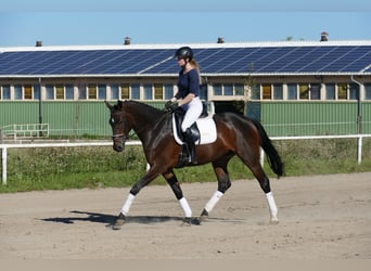 Koń meklemburski, Klacz, 4 lat, 170 cm, Ciemnogniada