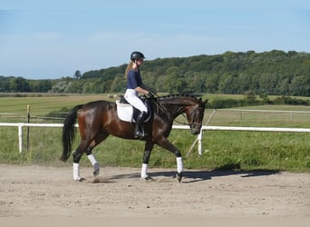 Koń meklemburski, Klacz, 4 lat, 170 cm, Ciemnogniada