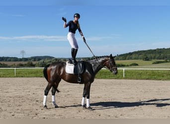 Koń meklemburski, Klacz, 4 lat, 170 cm, Ciemnogniada