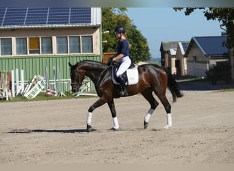 Koń meklemburski, Klacz, 4 lat, 170 cm, Ciemnogniada