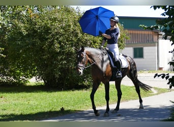 Koń meklemburski, Klacz, 4 lat, 170 cm, Ciemnogniada