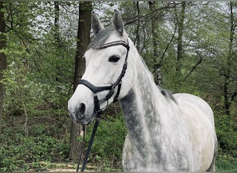 Koń meklemburski, Klacz, 5 lat, 155 cm, Siwa