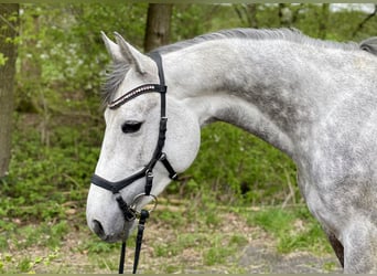 Koń meklemburski, Klacz, 5 lat, 155 cm, Siwa