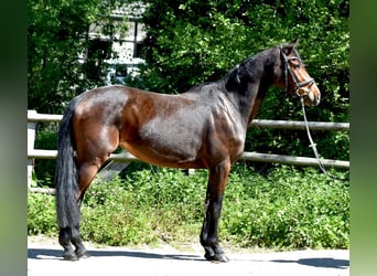 Koń meklemburski, Klacz, 5 lat, 160 cm, Gniada