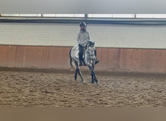 Koń meklemburski, Klacz, 5 lat, 160 cm, Siwa jabłkowita