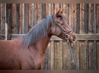 Koń meklemburski, Klacz, 5 lat, 162 cm, Ciemnokasztanowata