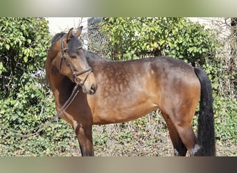 Koń meklemburski, Klacz, 5 lat, 164 cm, Gniada