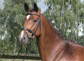 Koń meklemburski, Klacz, 5 lat, 166 cm, Ciemnogniada